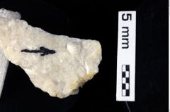 Foto (Detailansicht) von Goniodromites sp. (NHMW-GEO-1990-0041-0422)